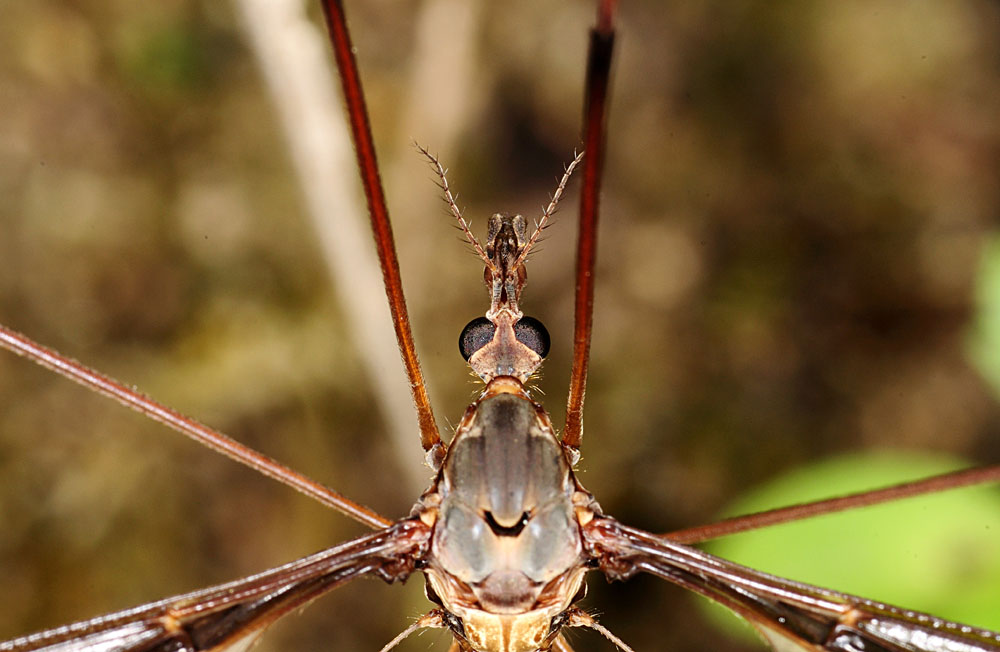 identificazione tipulide